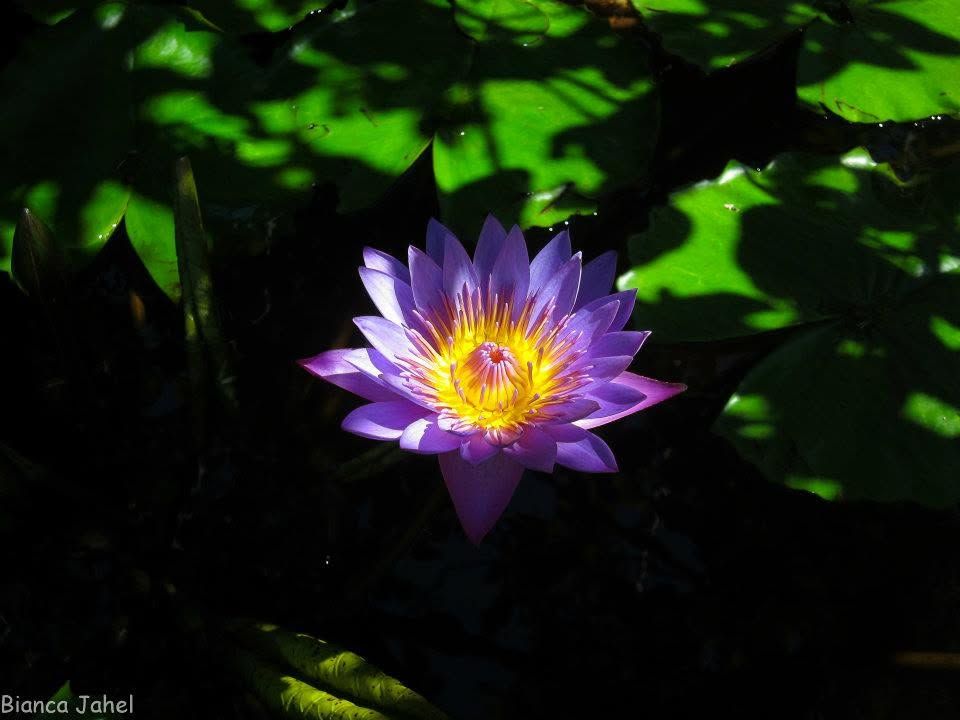 Flor do lago — fotografia de Bianca Jahel
