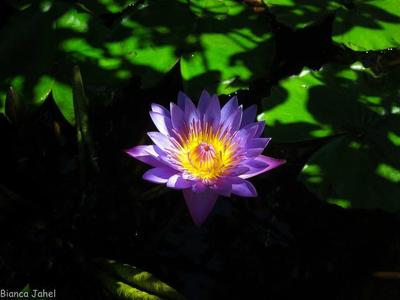 Flor do lago — fotografia de Bianca Jahel
